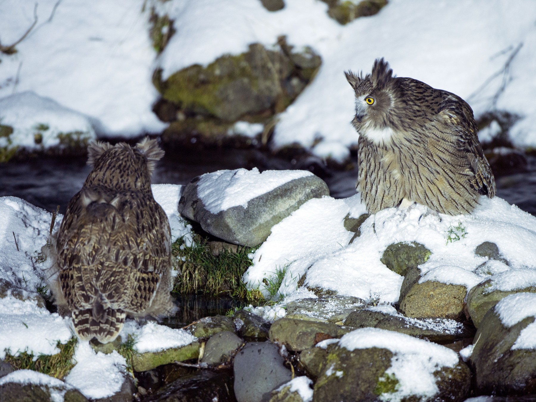 Blakiston's Fish-Owl - jimmy Yao