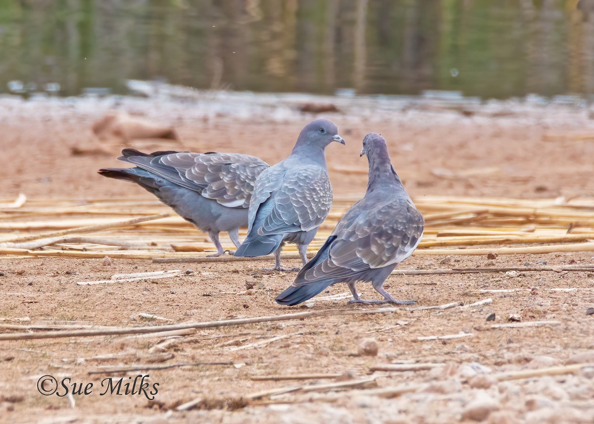 Spot-winged Pigeon - Sue&Gary Milks
