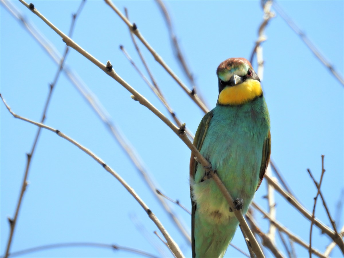 European Bee-eater - ML232015351