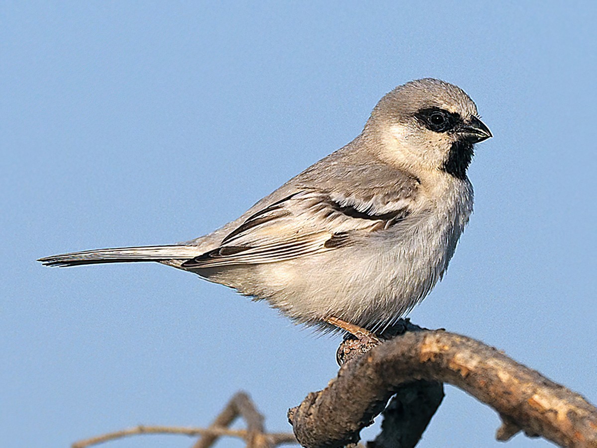 Zarudny's Sparrow - James Eaton