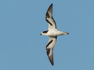 白腹穴鳥- eBird