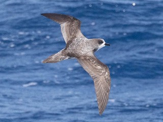 白腹穴鳥- eBird