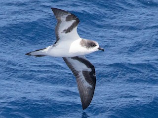 白腹穴鳥- eBird