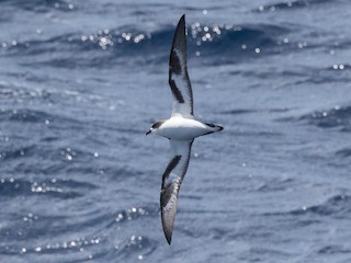 白腹穴鳥- eBird