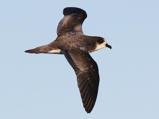 シロハラミズナギドリ - eBird