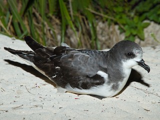 シロハラミズナギドリ - eBird