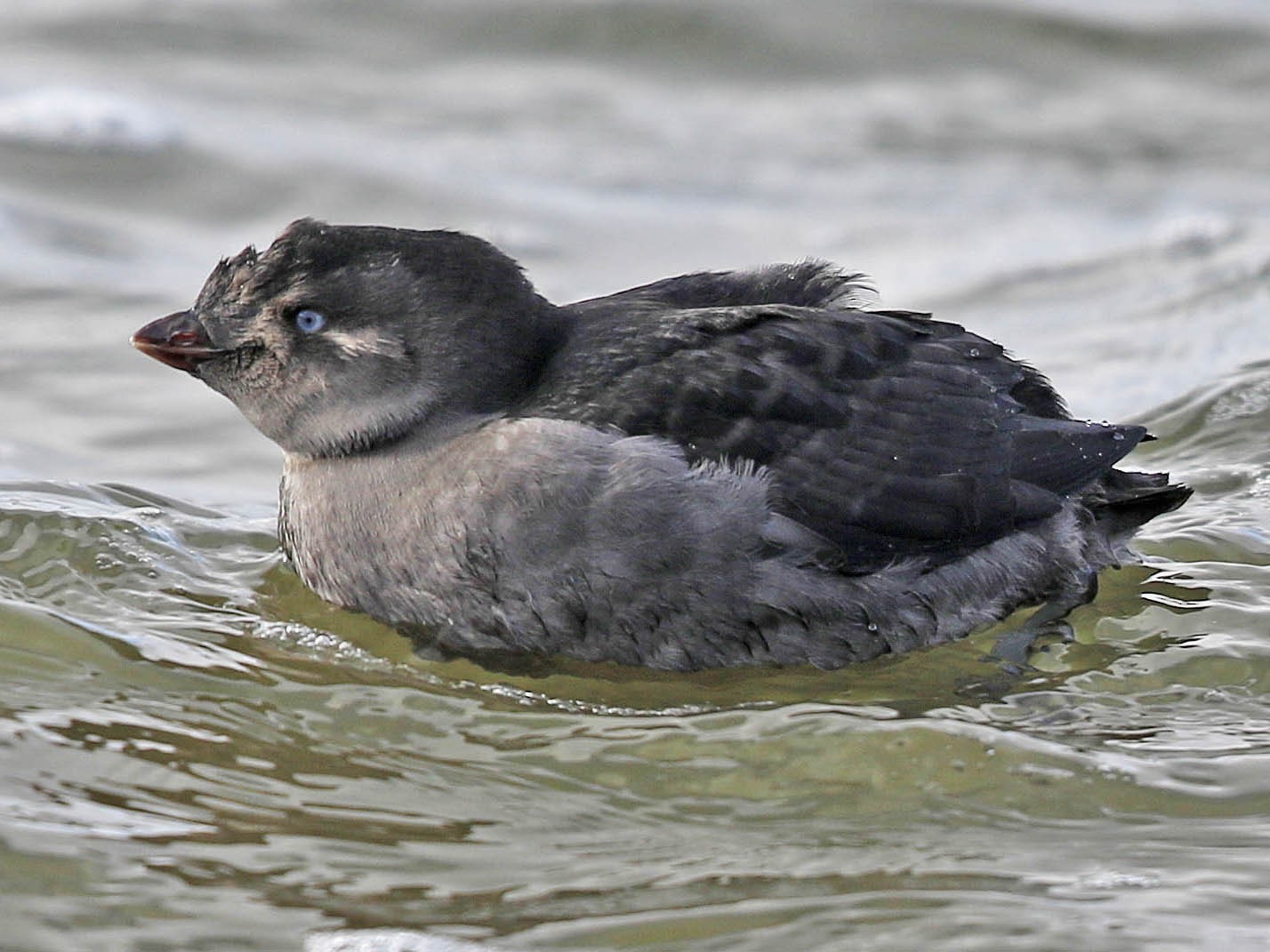 Crested Auklet - Tammy McQuade