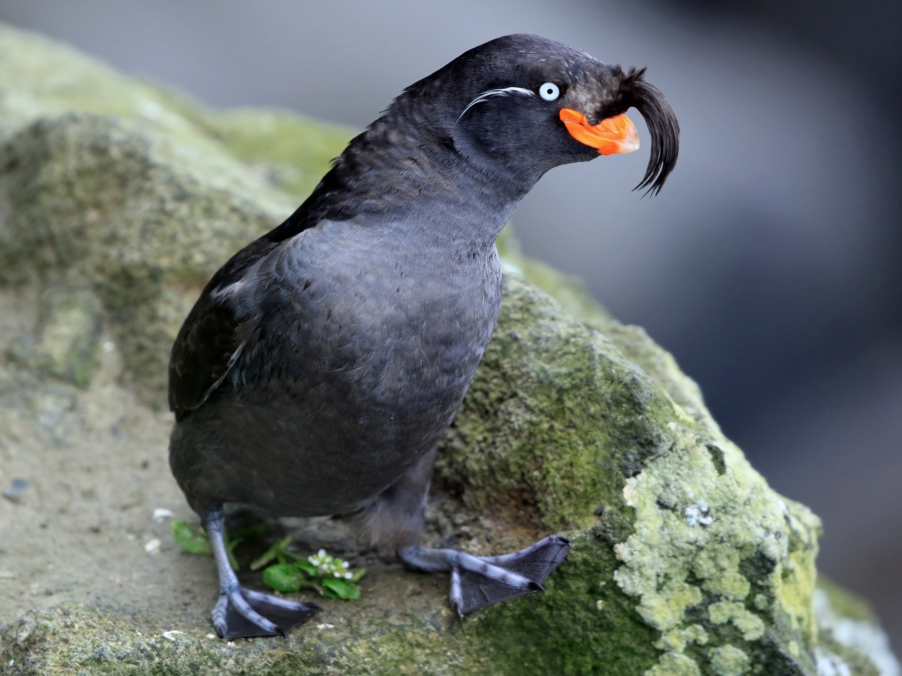 Crested Auklet - Phillip Edwards