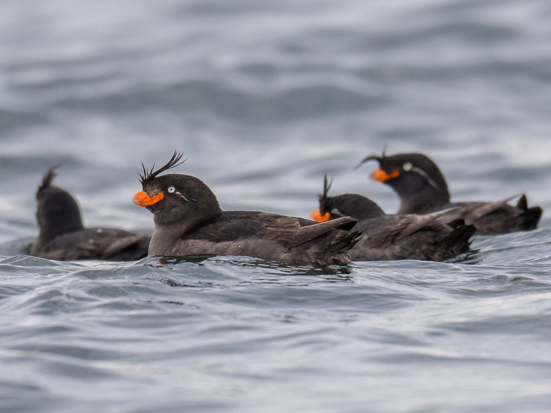 Crested Auklet - eBird