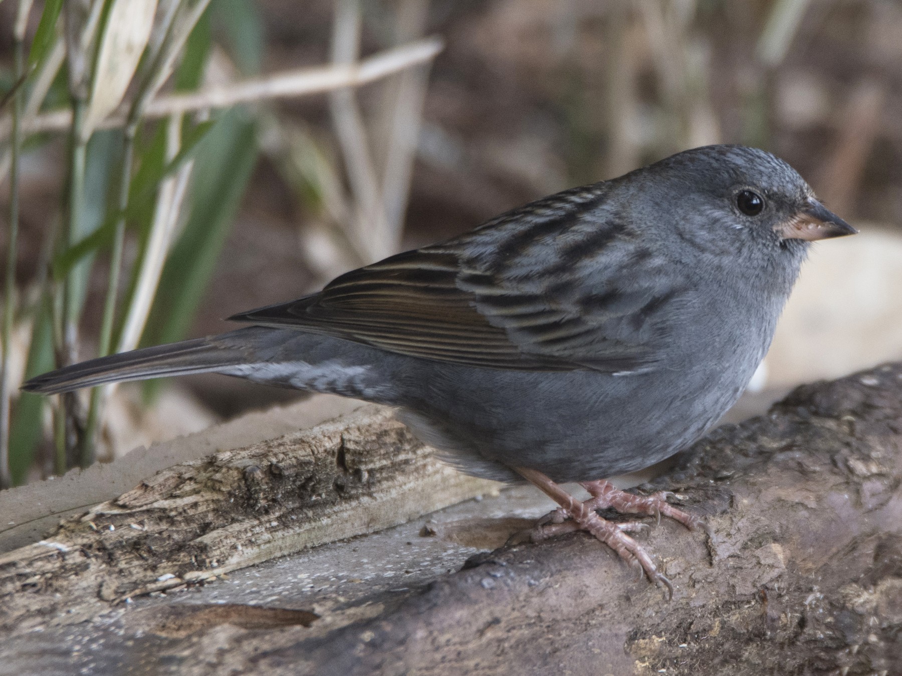 Gray Bunting - Anonymous