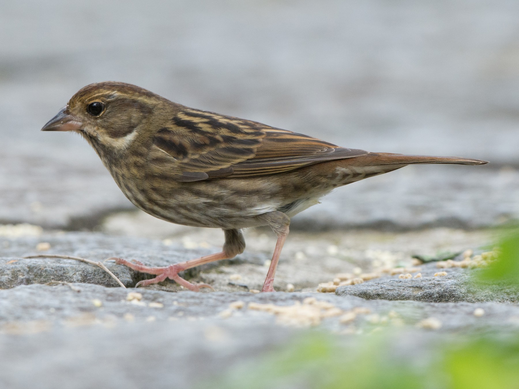 クロジ Ebird