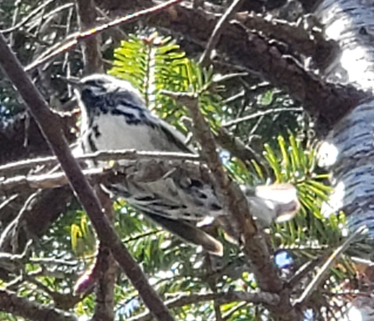 Black-and-white Warbler - ML232021971