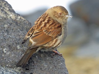  - Japanese Accentor