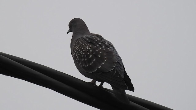 Spot-winged Pigeon - ML232026921