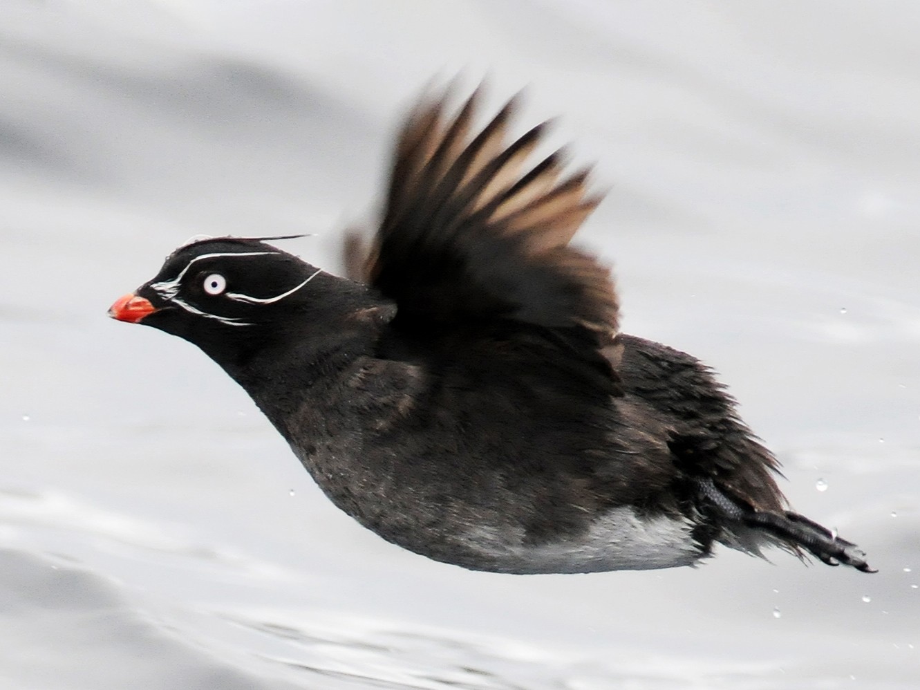 Whiskered Auklet - eBird