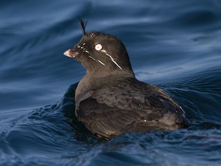 シラヒゲウミスズメ - eBird