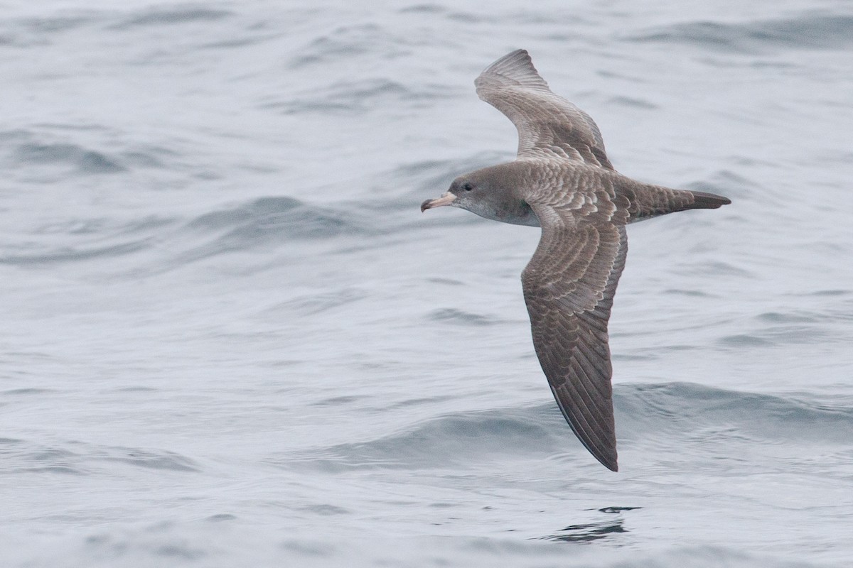 Pink-footed Shearwater - Chris Wood