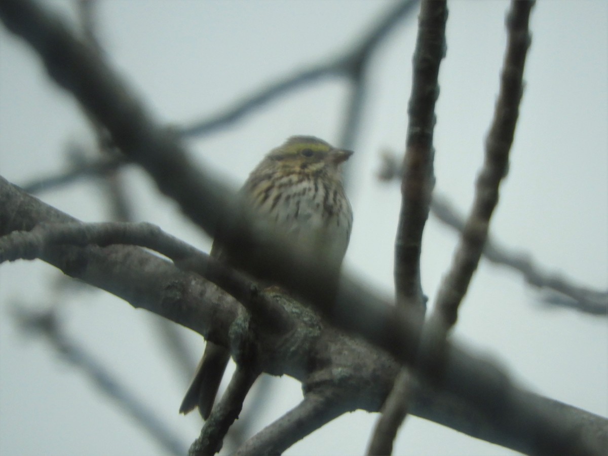 Savannah Sparrow - ML232032711
