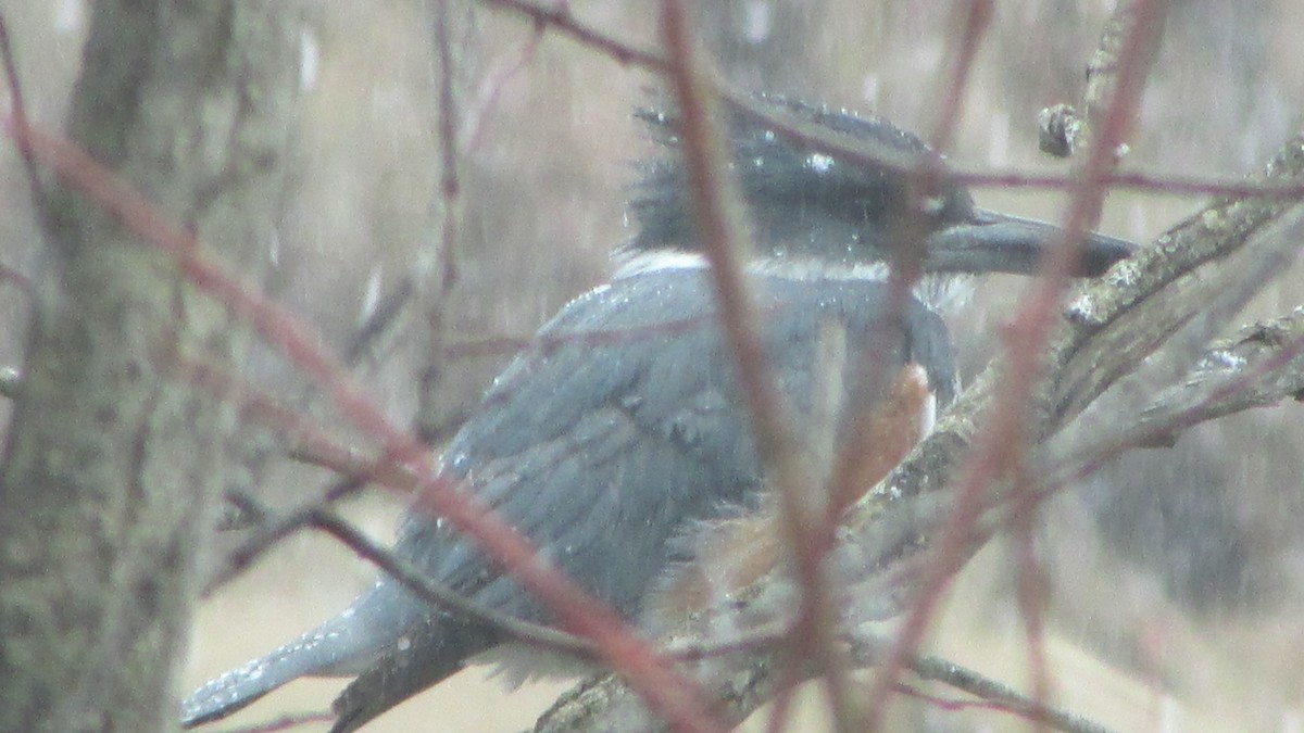 Belted Kingfisher - ML232034691