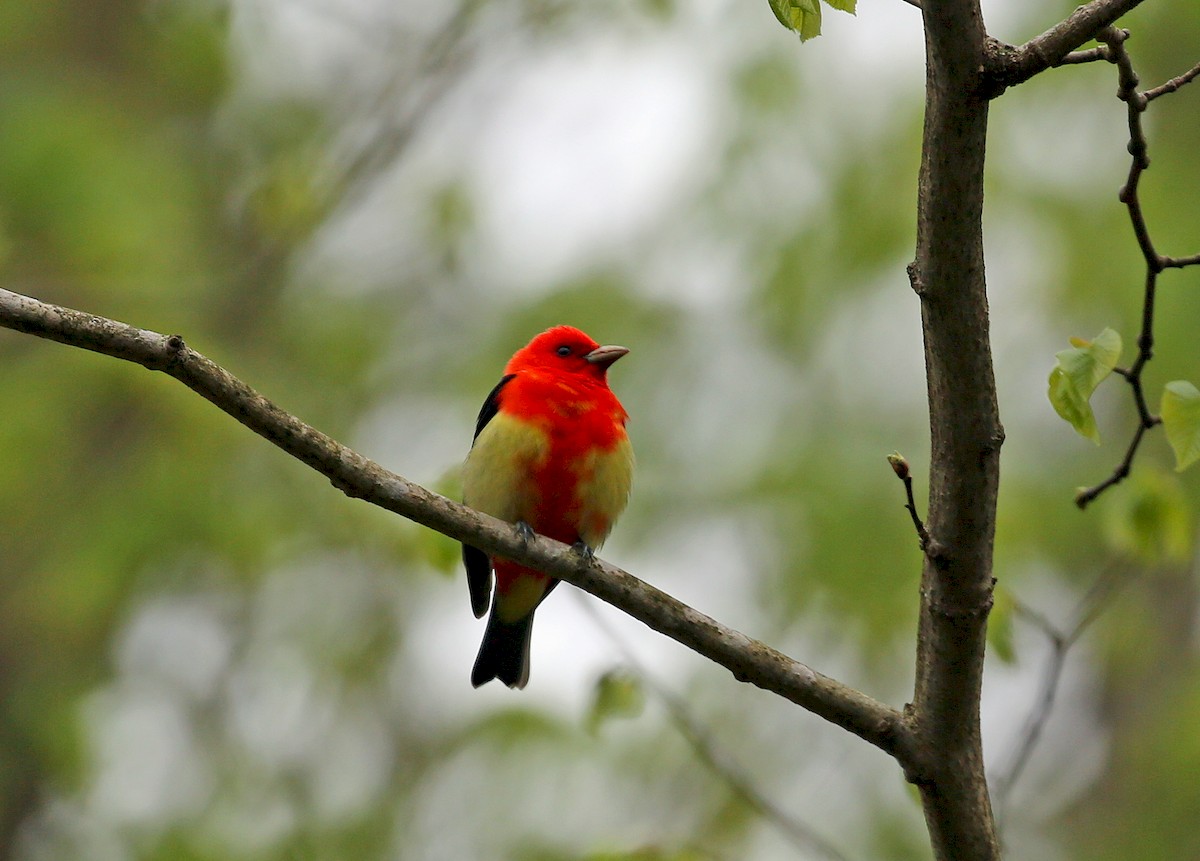 Scarlet Tanager - ML232037731