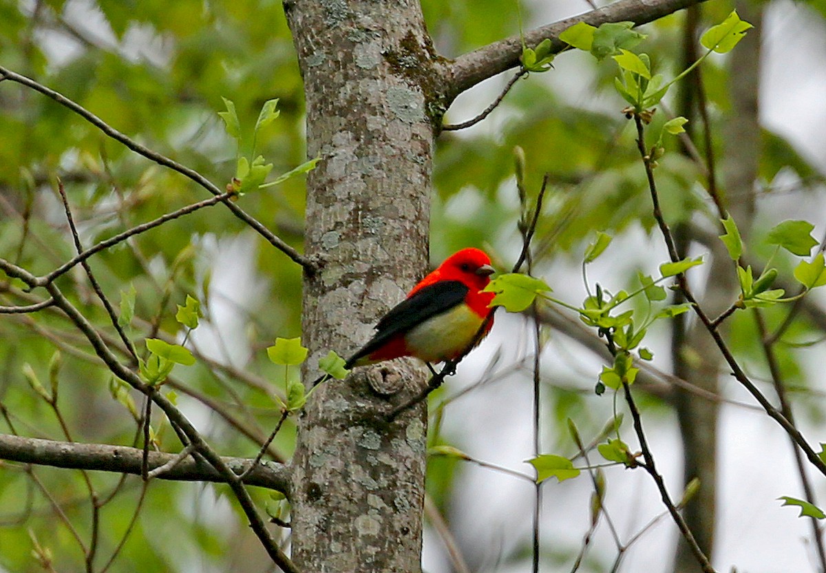 Scarlet Tanager - ML232037751