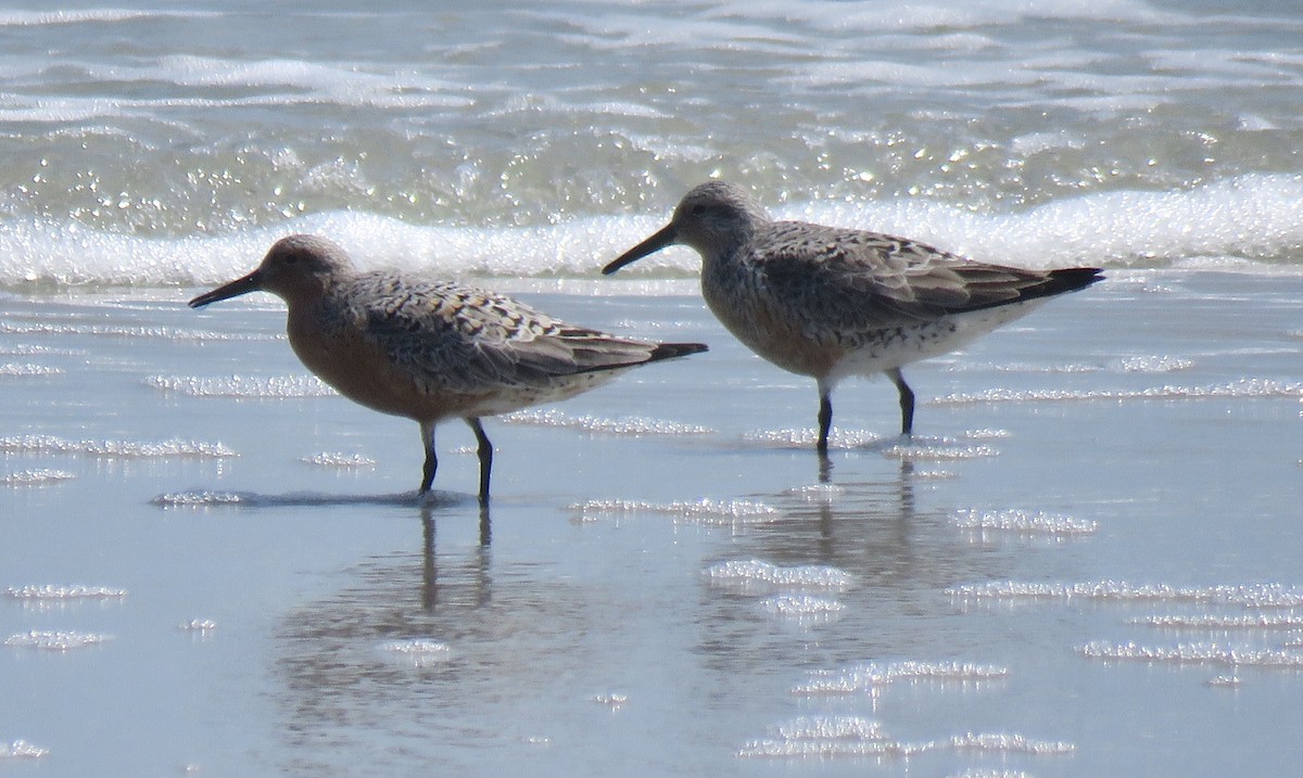 Red Knot - ML232043961