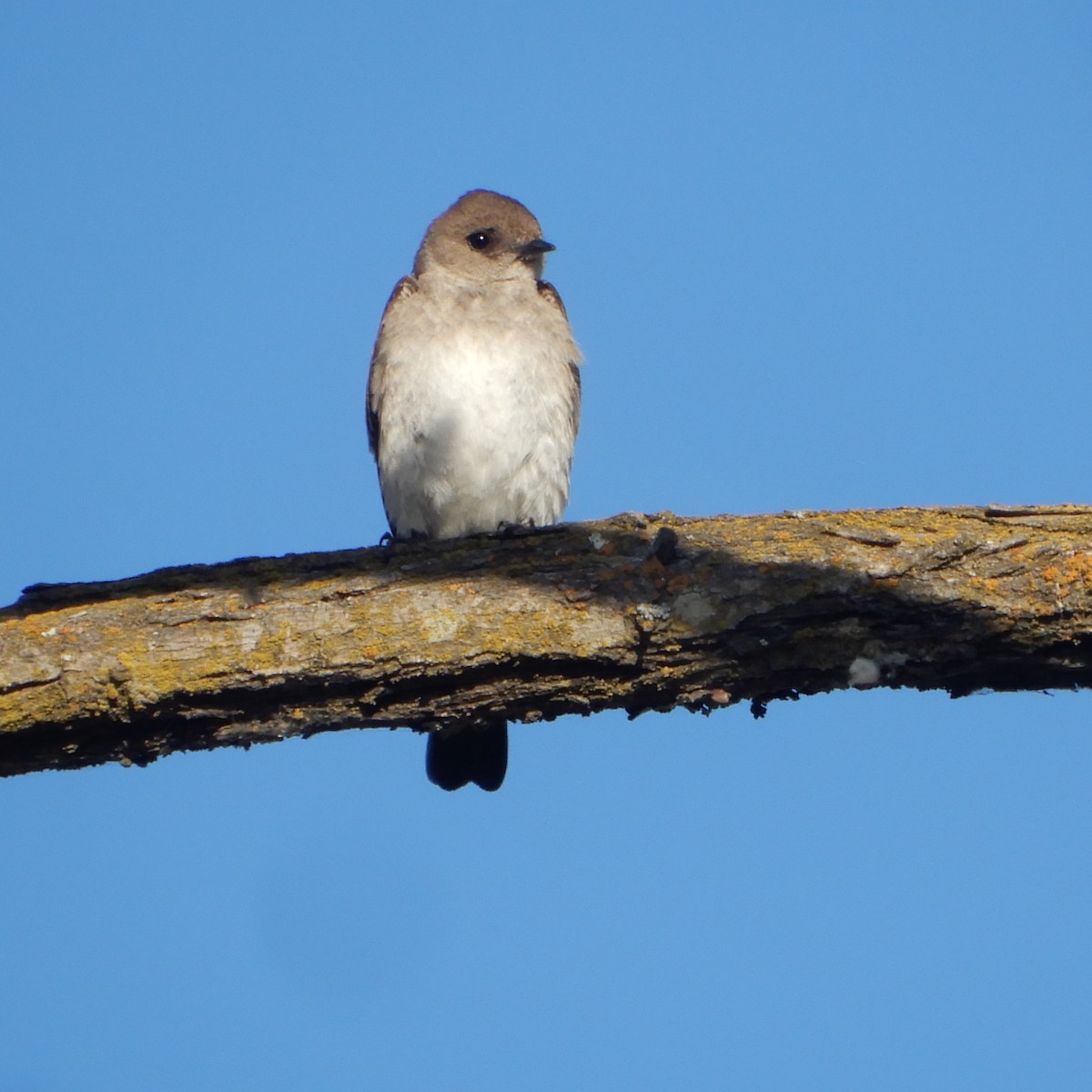Northern Rough-winged Swallow - ML232044751