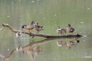 Blue-winged Teal, ML232062381