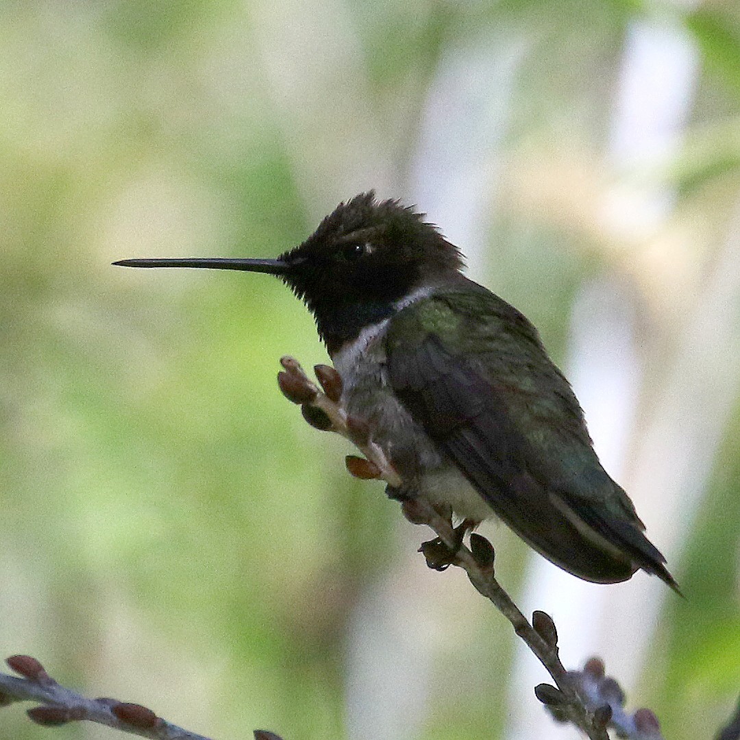 Black-chinned Hummingbird - ML232065191