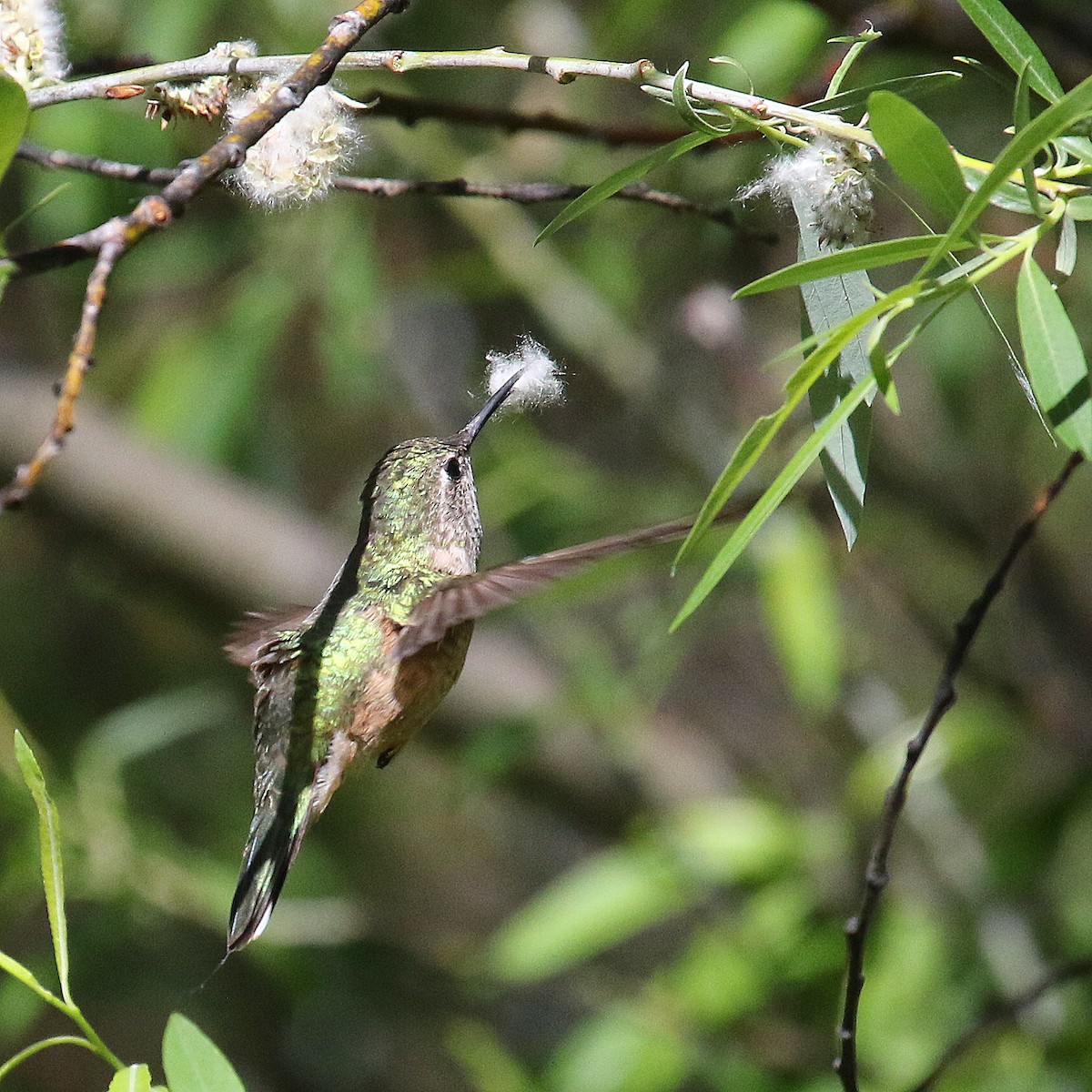 Black-chinned Hummingbird - ML232065241
