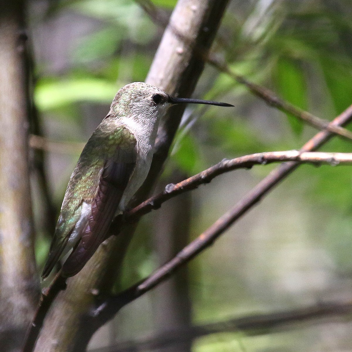 Black-chinned Hummingbird - Jonathan Dowell