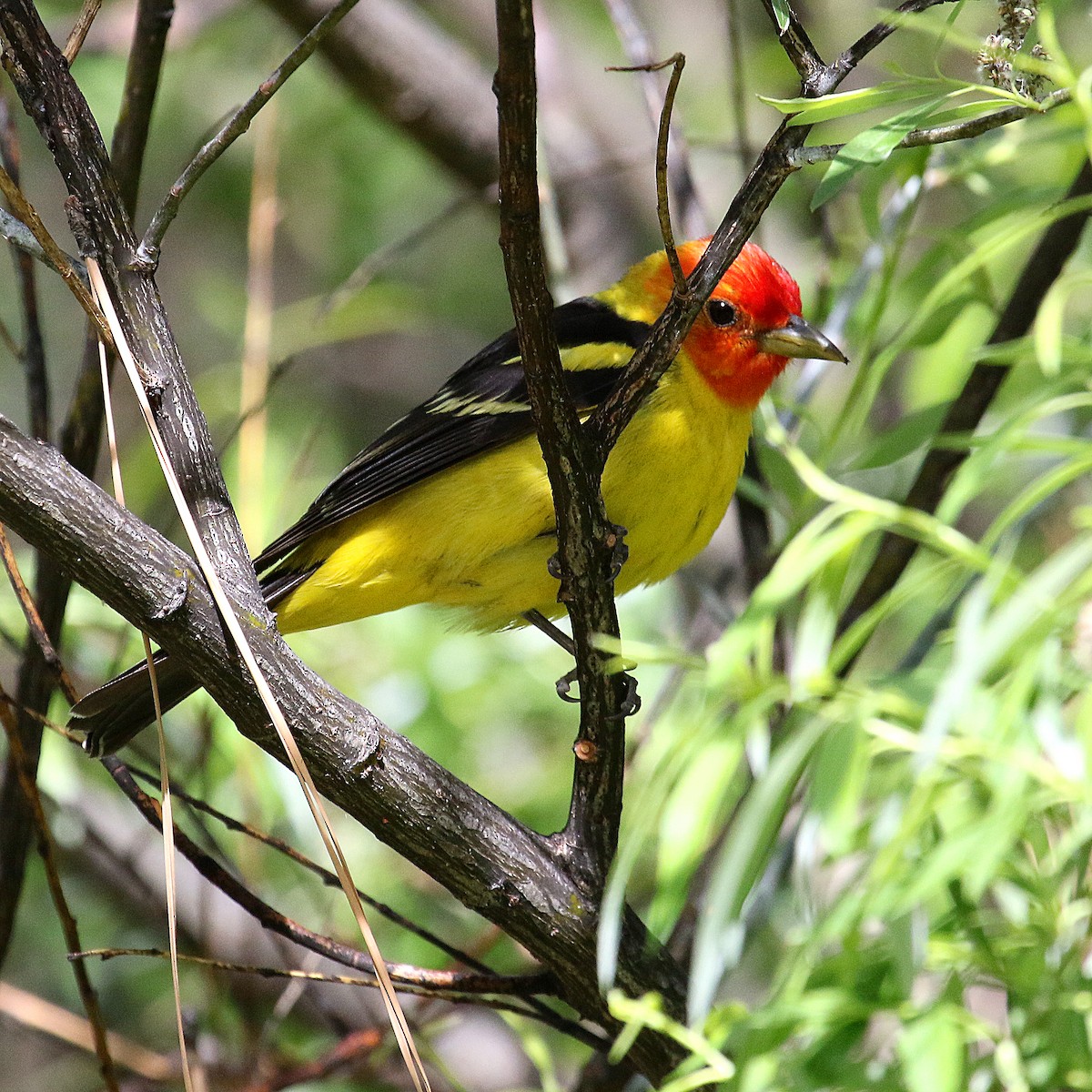 Western Tanager - ML232067201
