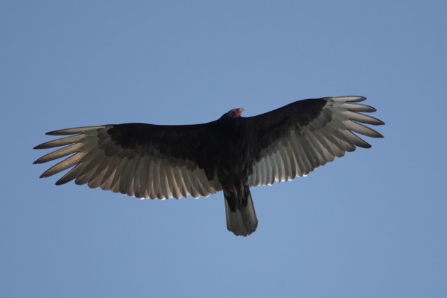 Turkey Vulture - Phil Bartley