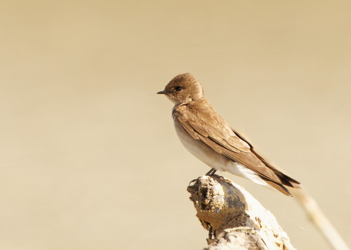 Northern Rough-winged Swallow - Susanne Meyer