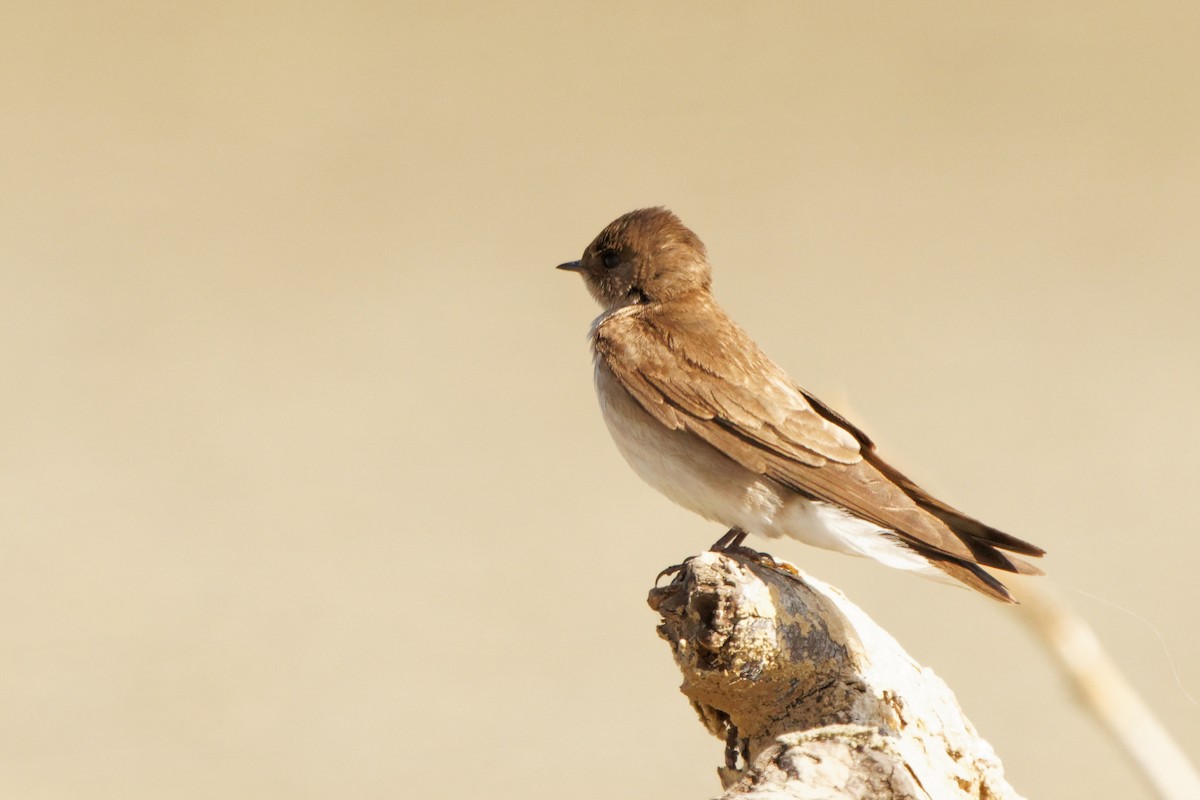 Northern Rough-winged Swallow - ML232070021