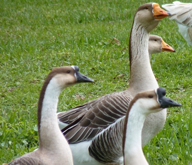 Swan Goose (Domestic type) - Kylie Noonan