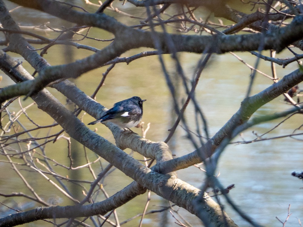 Black-throated Blue Warbler - ML232074741