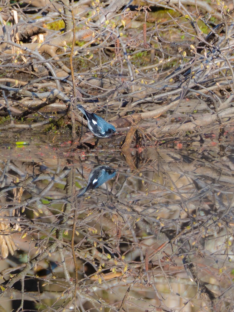 Black-throated Blue Warbler - ML232074771