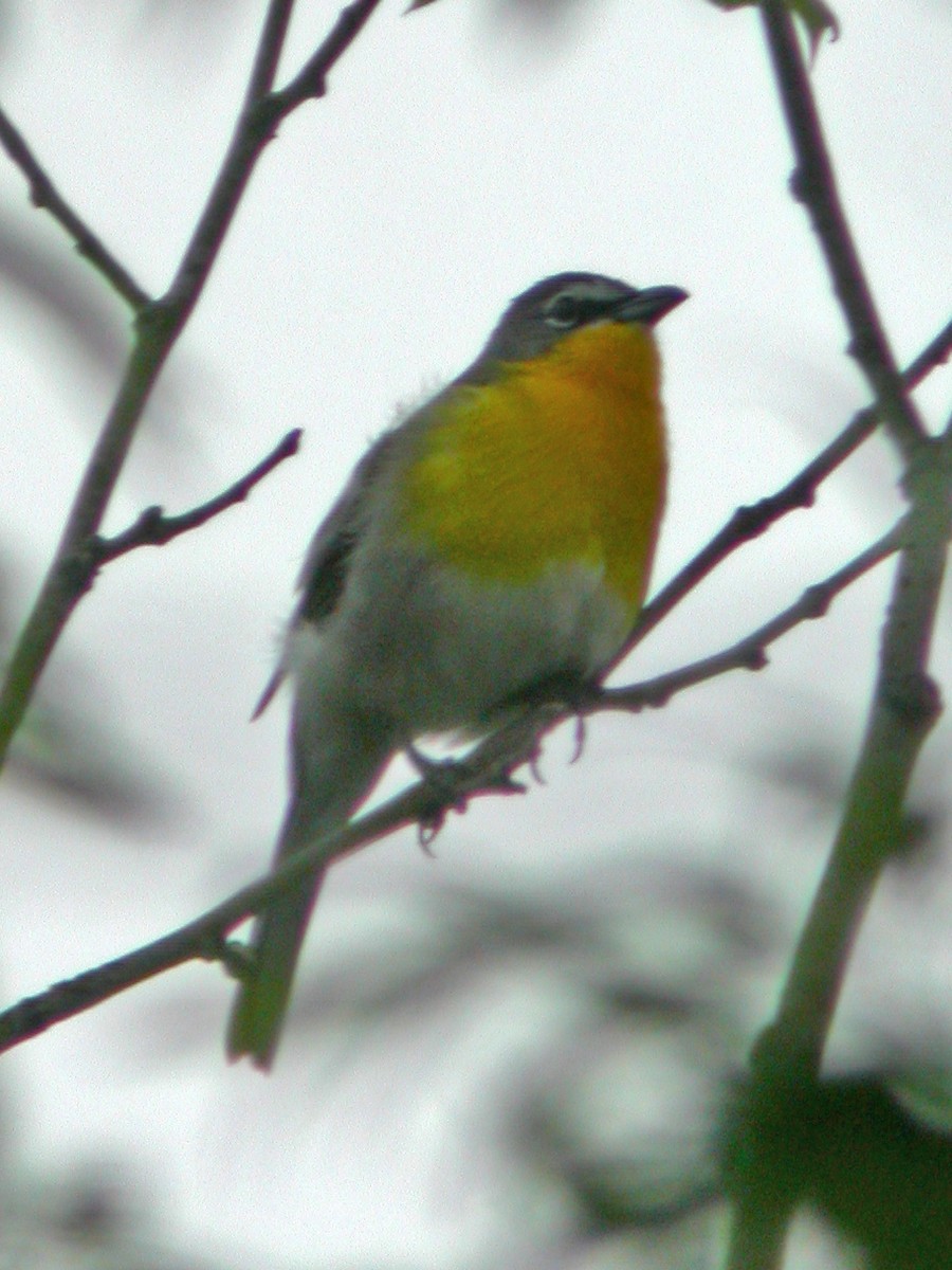 Yellow-breasted Chat - ML232076711