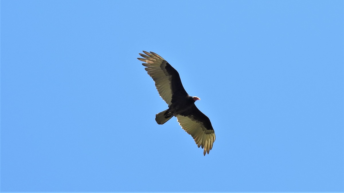 Turkey Vulture - ML232077531