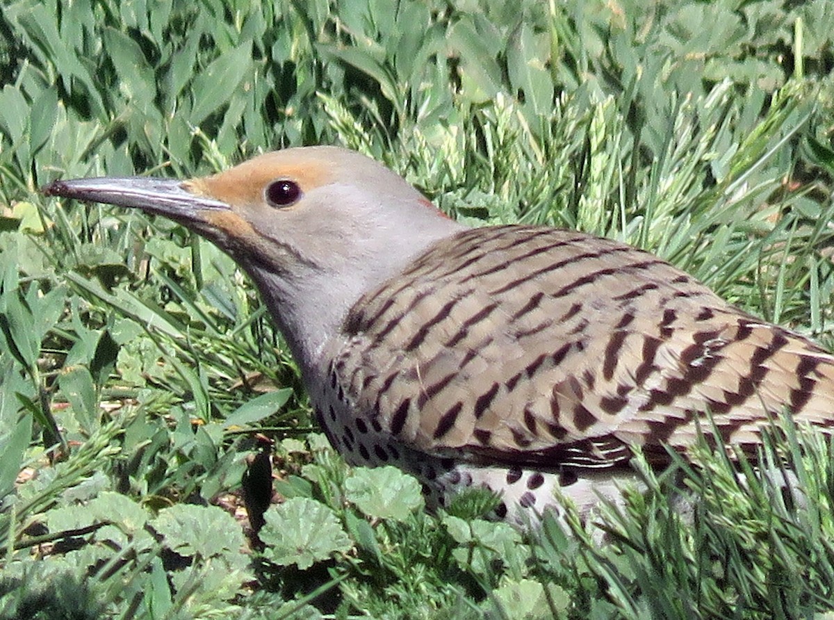 Northern Flicker (Yellow-shafted x Red-shafted) - ML232077941