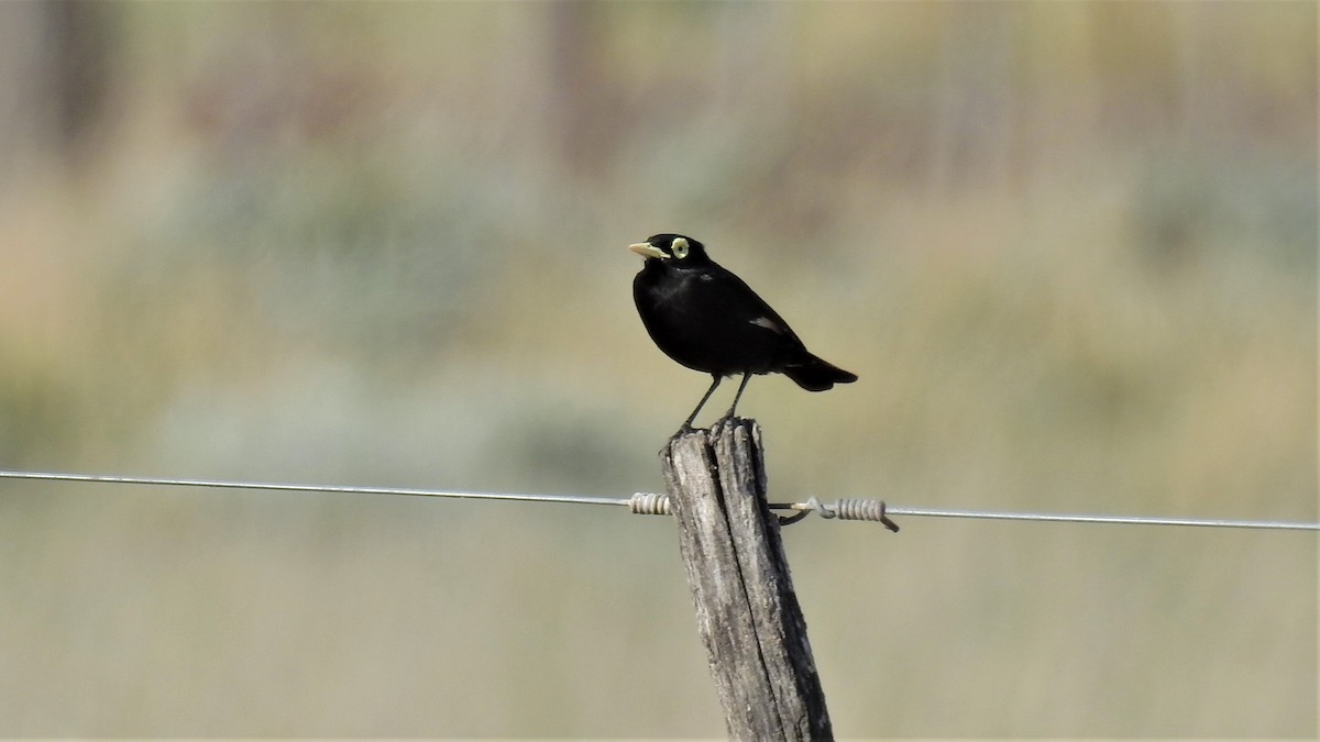 Spectacled Tyrant - ML232078221