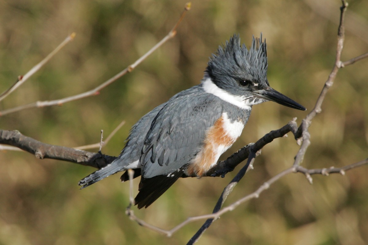 Belted Kingfisher - Marbry Hopkins