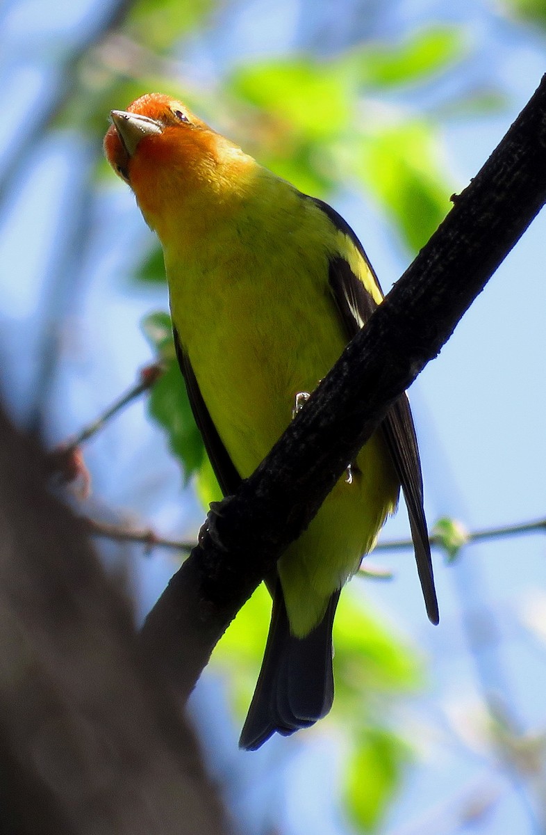 Western Tanager - Patrick O'Driscoll