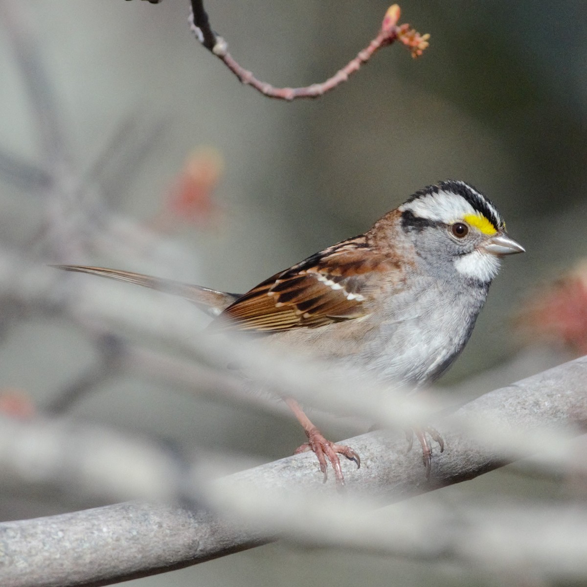 White-throated Sparrow - ML232080251