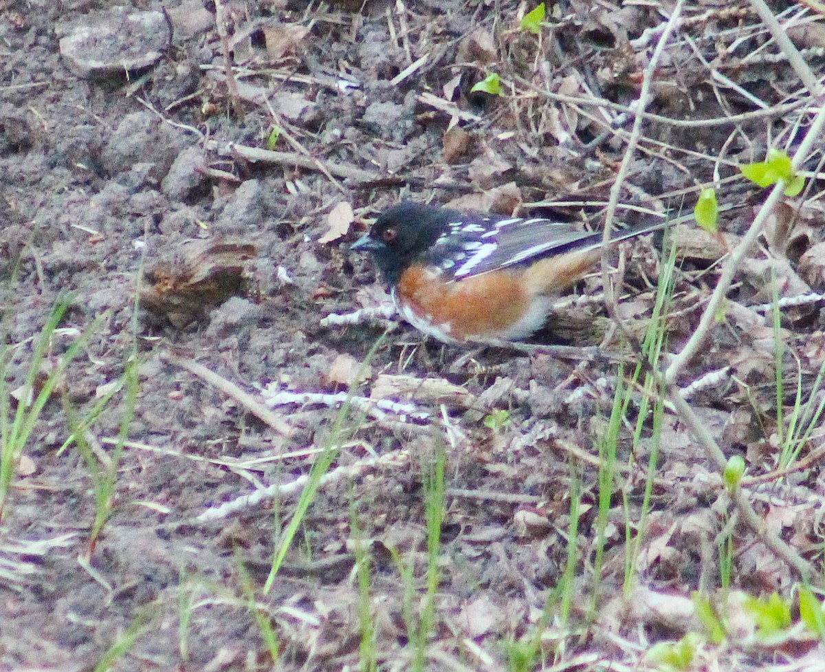 Spotted Towhee - ML232082491