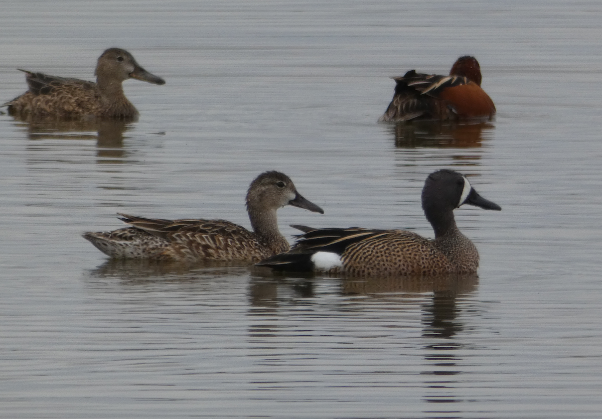 Blue-winged Teal - ML232084621