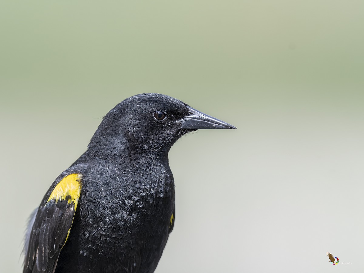 Yellow-winged Blackbird - ML232086381