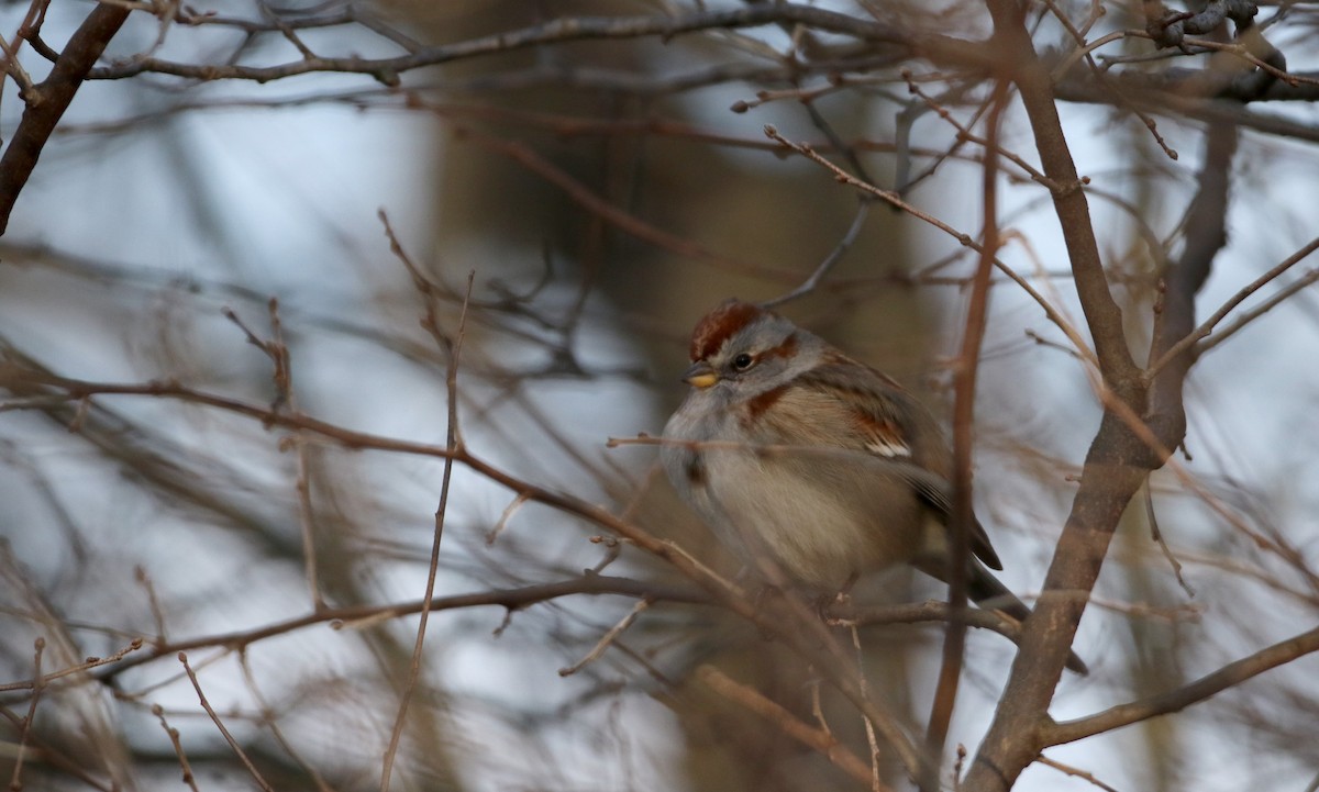 American Tree Sparrow - ML23208641