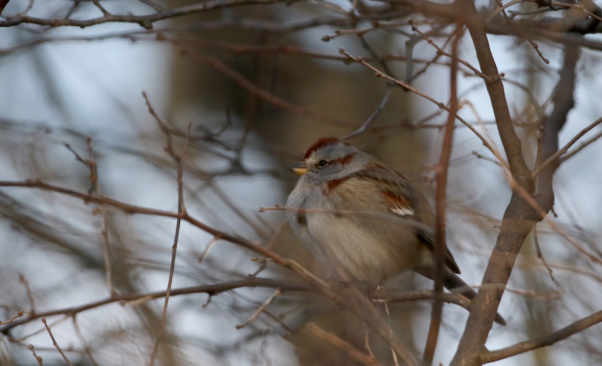 American Tree Sparrow - ML23208651